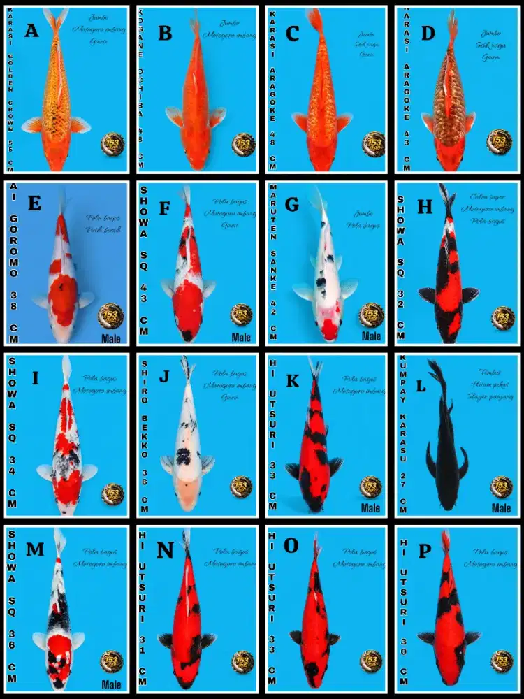 Jual ikan koi bagus