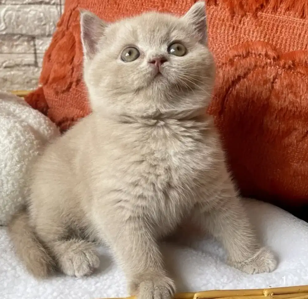kitten bsh anakan import gemoy