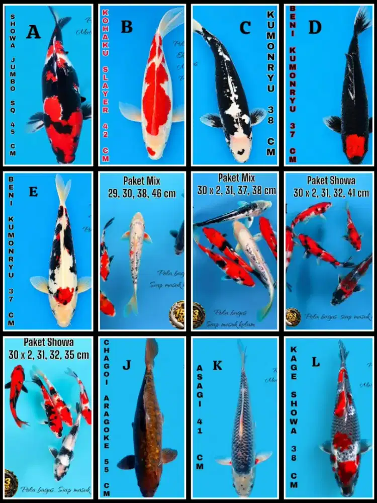 Ikan koi berkualitas