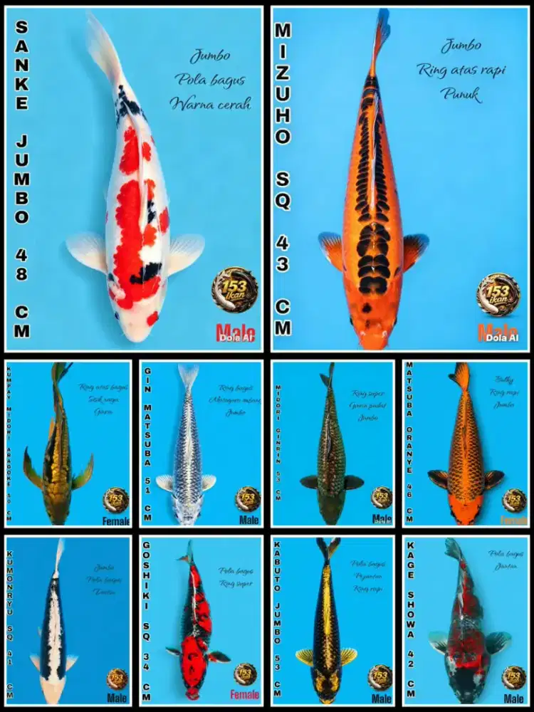 Ikan koi bagus berkualitas
