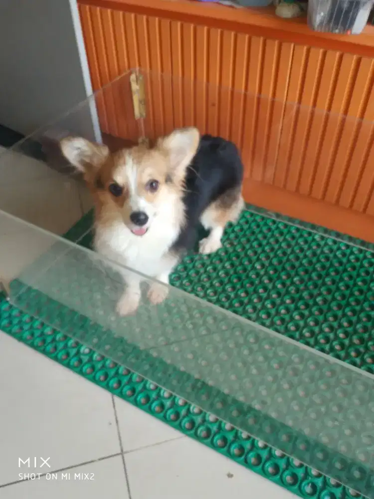 Calon indukan Corgi Long Hair