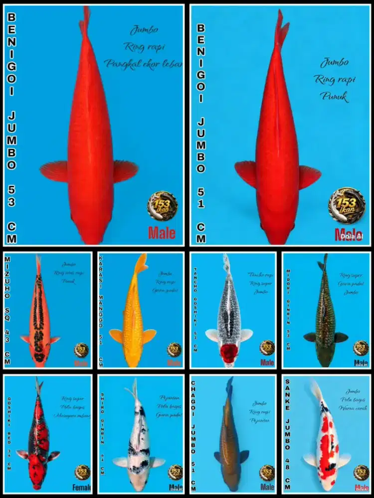 Ikan koi bagus berkualitas