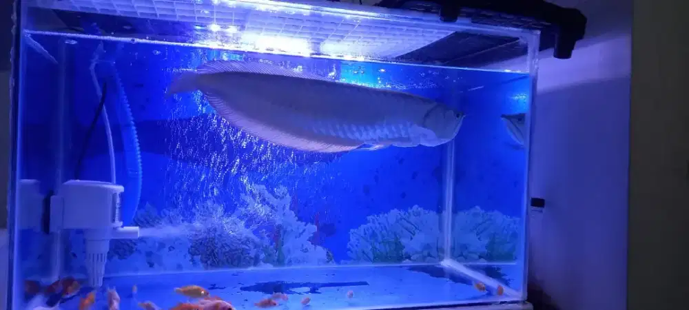 Arwana silver Brazil panjang 40cm