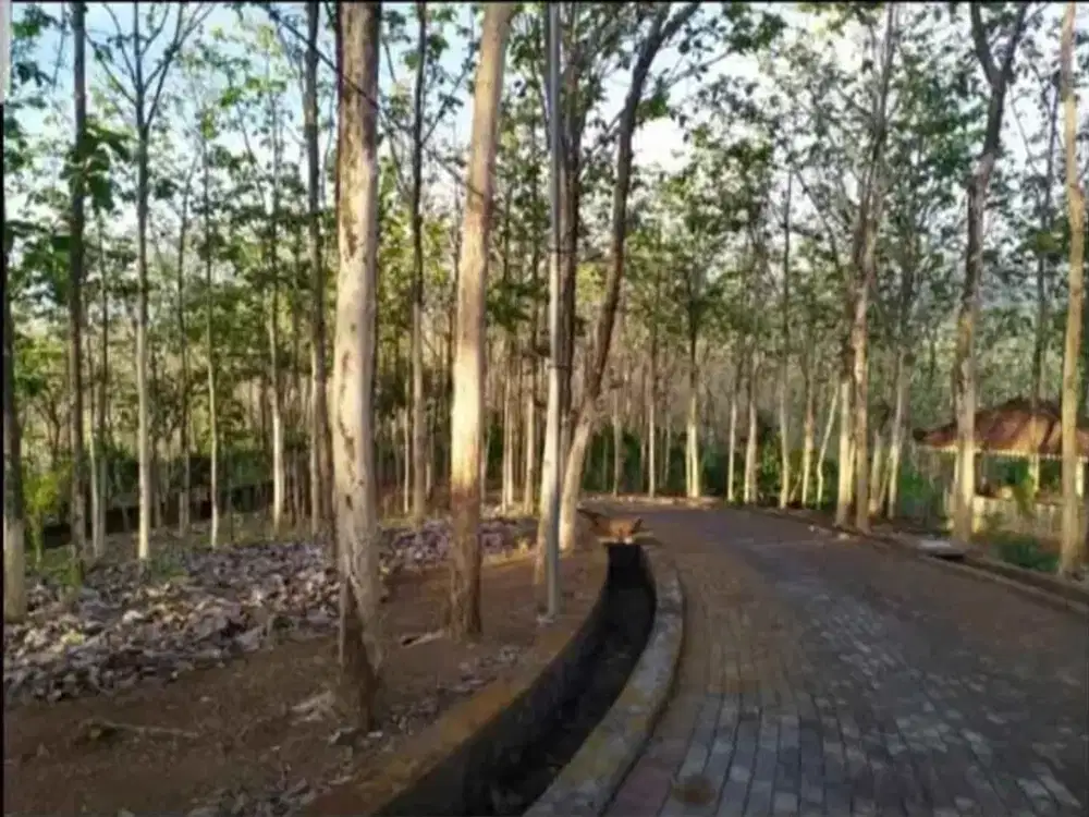 DIJUAL KEBUN JATI 16,2 HEKTARE DI KEDIRI – 25.000 POHON, 20 SHM, HARGA 15 MILIAR NEGO! 004