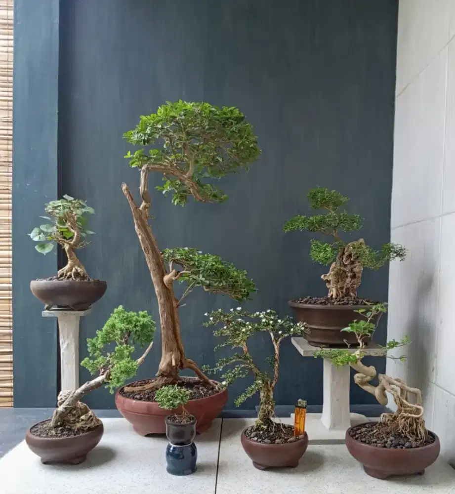 7 pohon bonsai hias antik