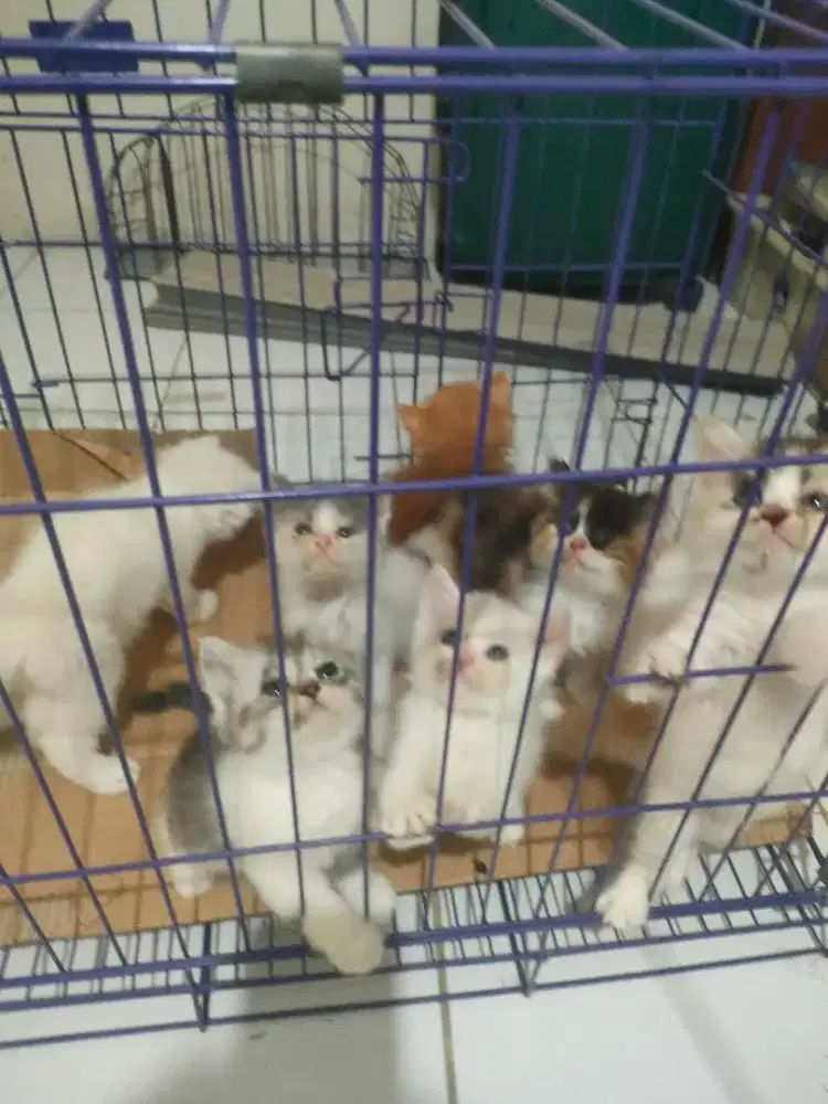 Kucing Persia (anggora)