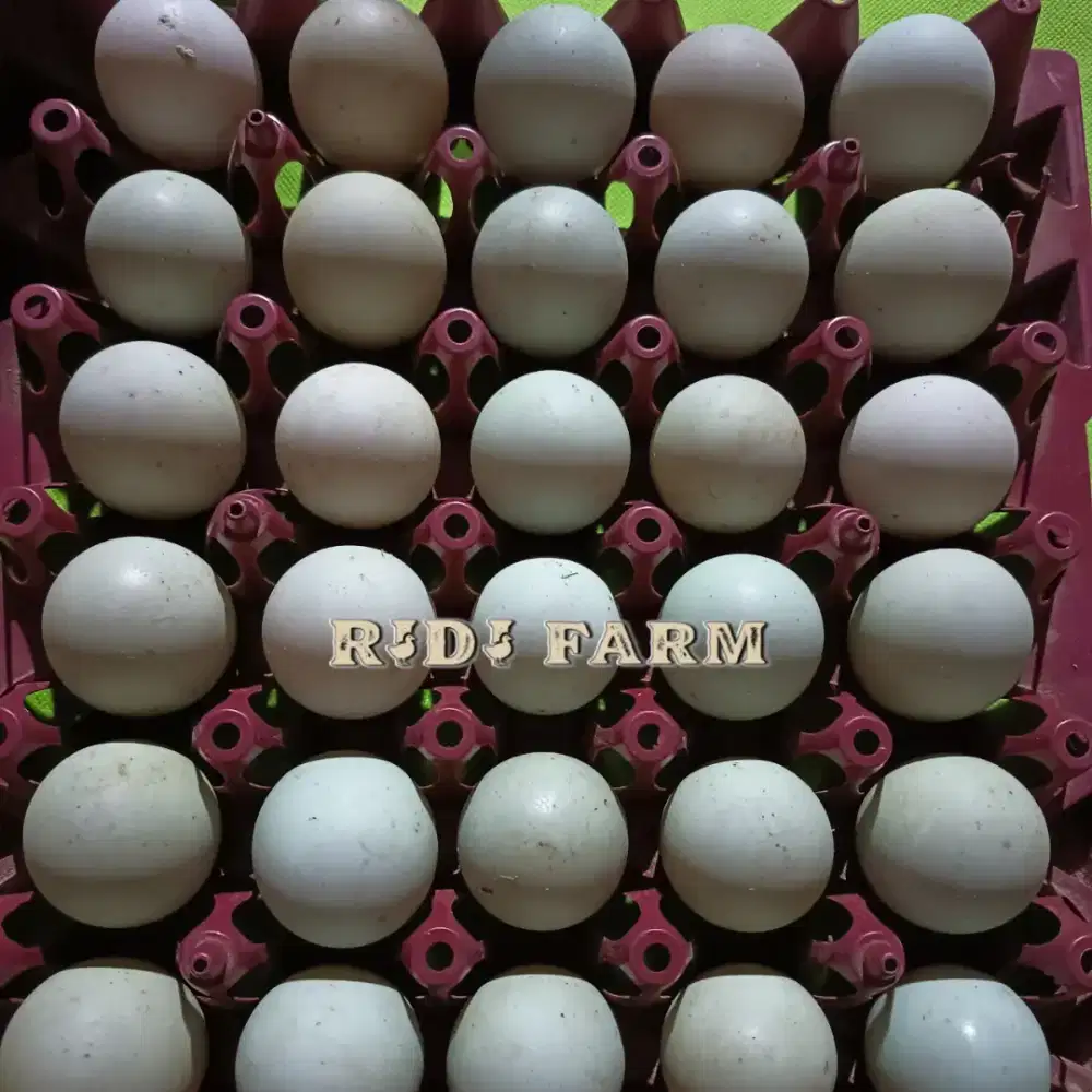 Telur Konsumsi Harian, telur bebek 1 rak isi 30