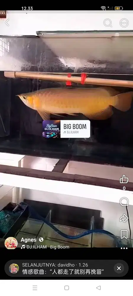 Arwana super red sumo UK 48 cm lengkap sertifikat