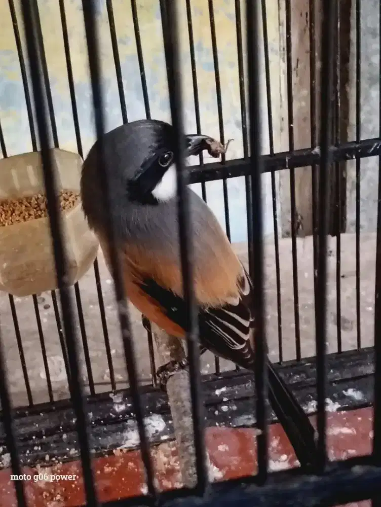 Burung pentet rawatan Betina gacor