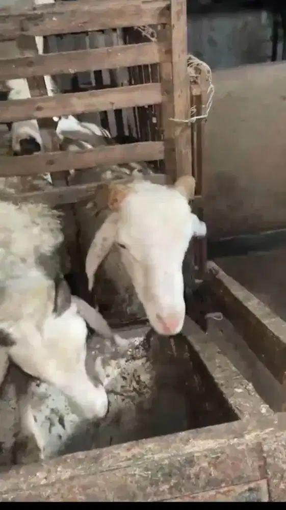 Dijual domba / kambing rawatan sendiri