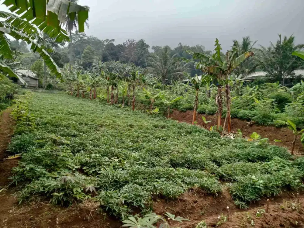 Tanah asri MDPL 700 buat Villa di cijeruk bogor selatan