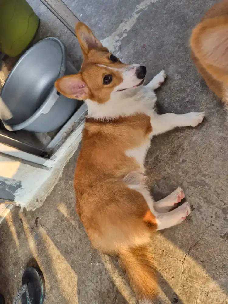 Dijual Corgie Betina Welsh