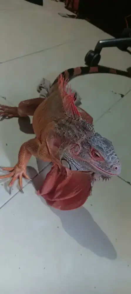 iguana super red 120cm jinak