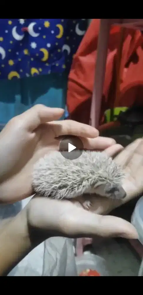 Landak Mini Lucu dan Jinak
