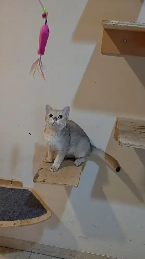 Kitten British Shorthair BSH Golden Betina