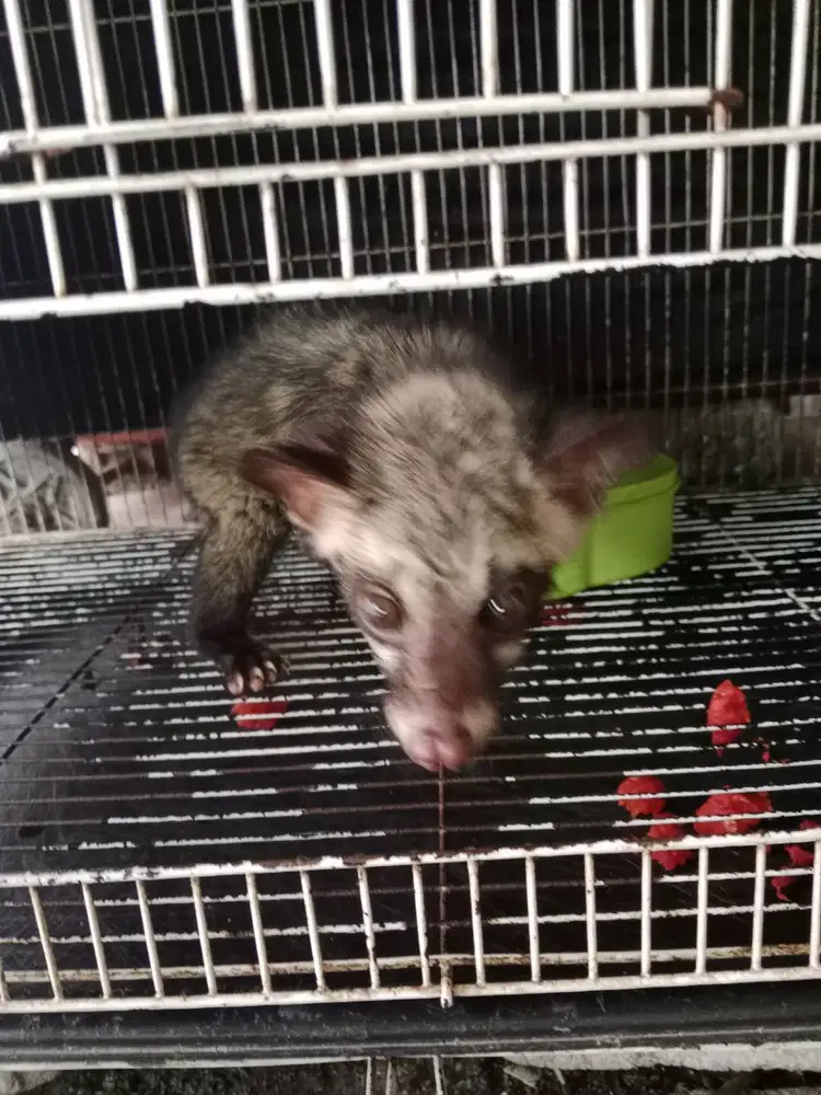 Musang pandan jantan