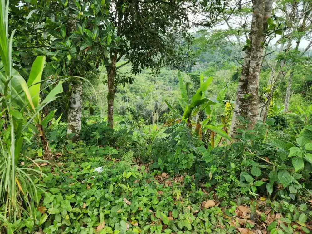 DIJUAL TANAH PREMIUM DI TEGALALANG, UBUD