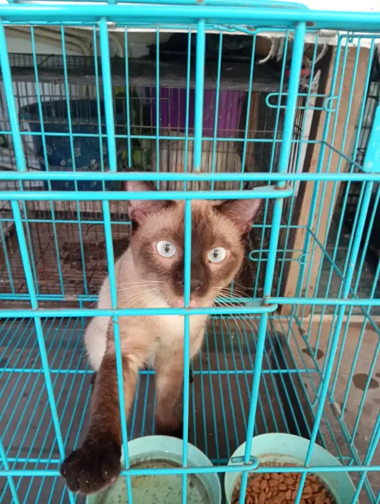 kucing ras himalaya mata putih jantan