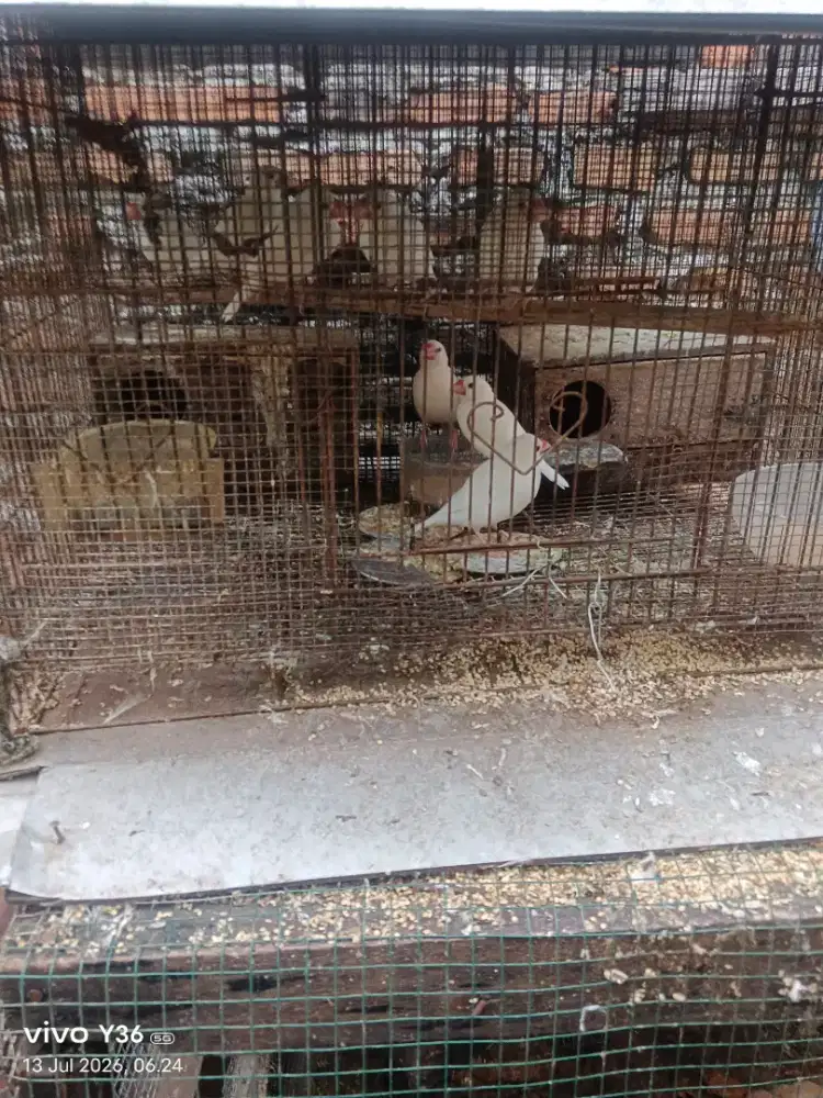 Dijual burung Gratis. Putih siap bertelur indukan. Sehat semua