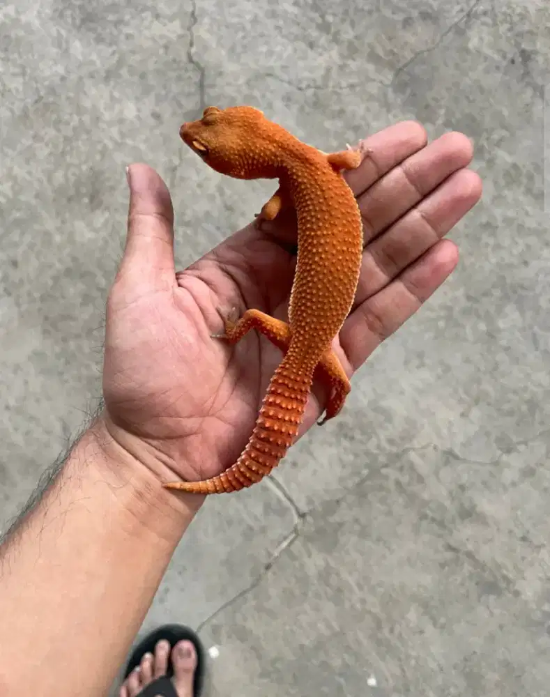 Gecko SHTCTB Female Pedes