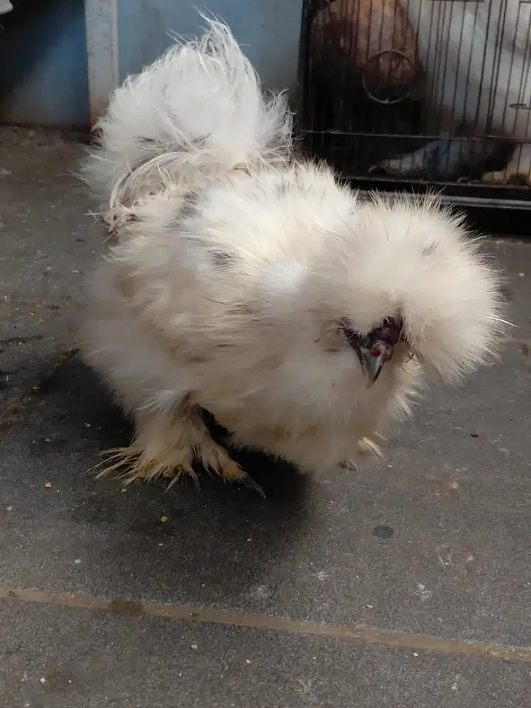Ayam american silkie paint (sepasang)