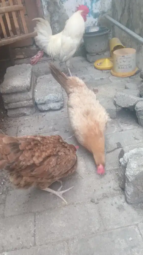 yang butuh ayam 3 ekor 150rb