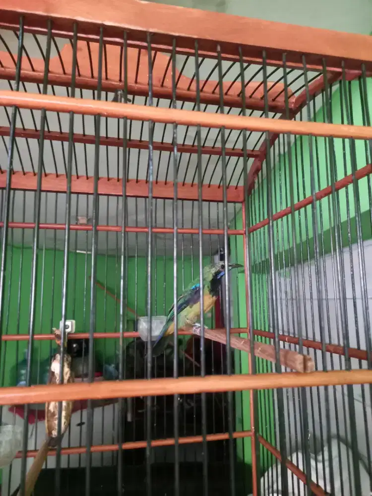 BURUNG MASTERAN MURAI cucak CUNGKOK