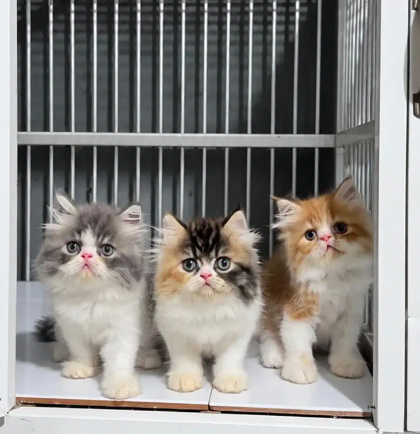 Kucing Kitten Persia Peaknose
