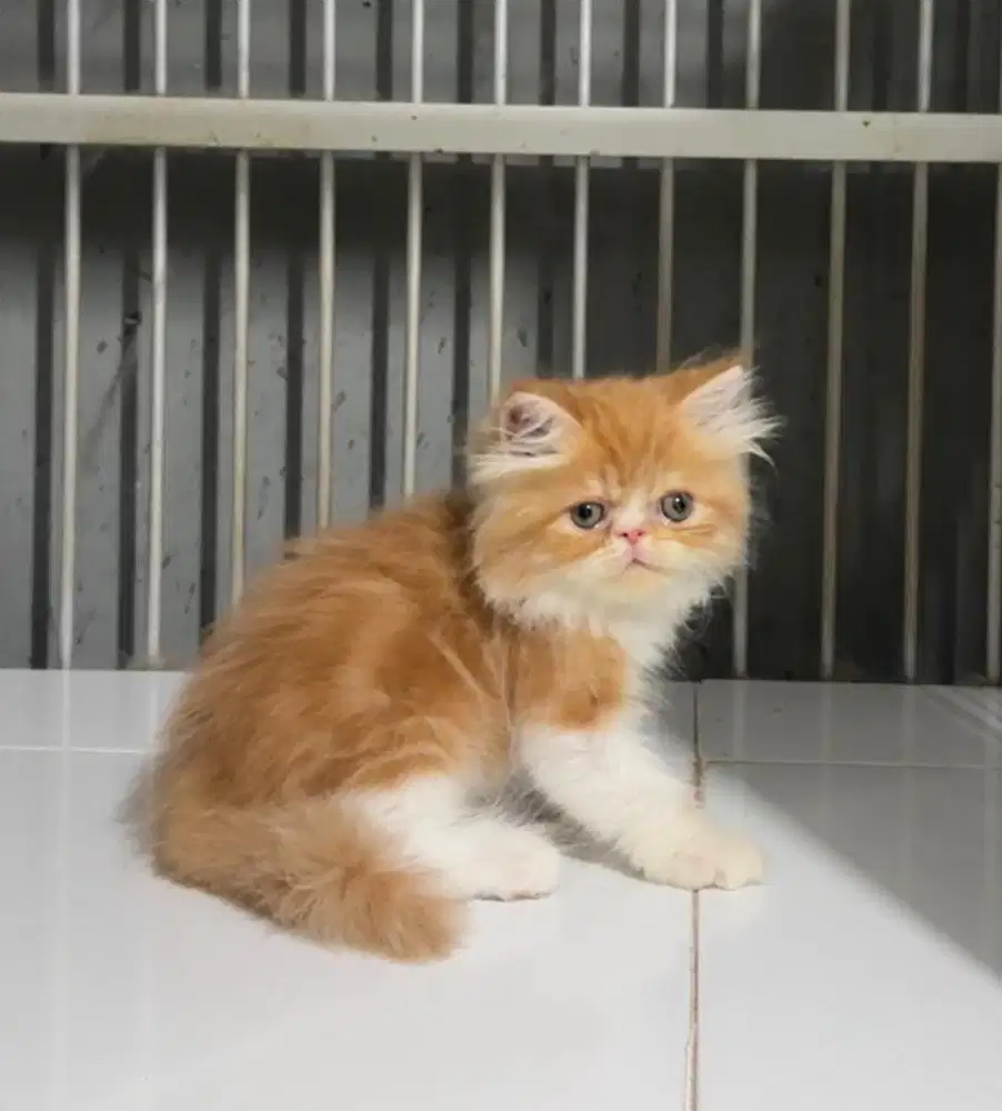 Kucing Kitten Persia Peaknose JANTAN