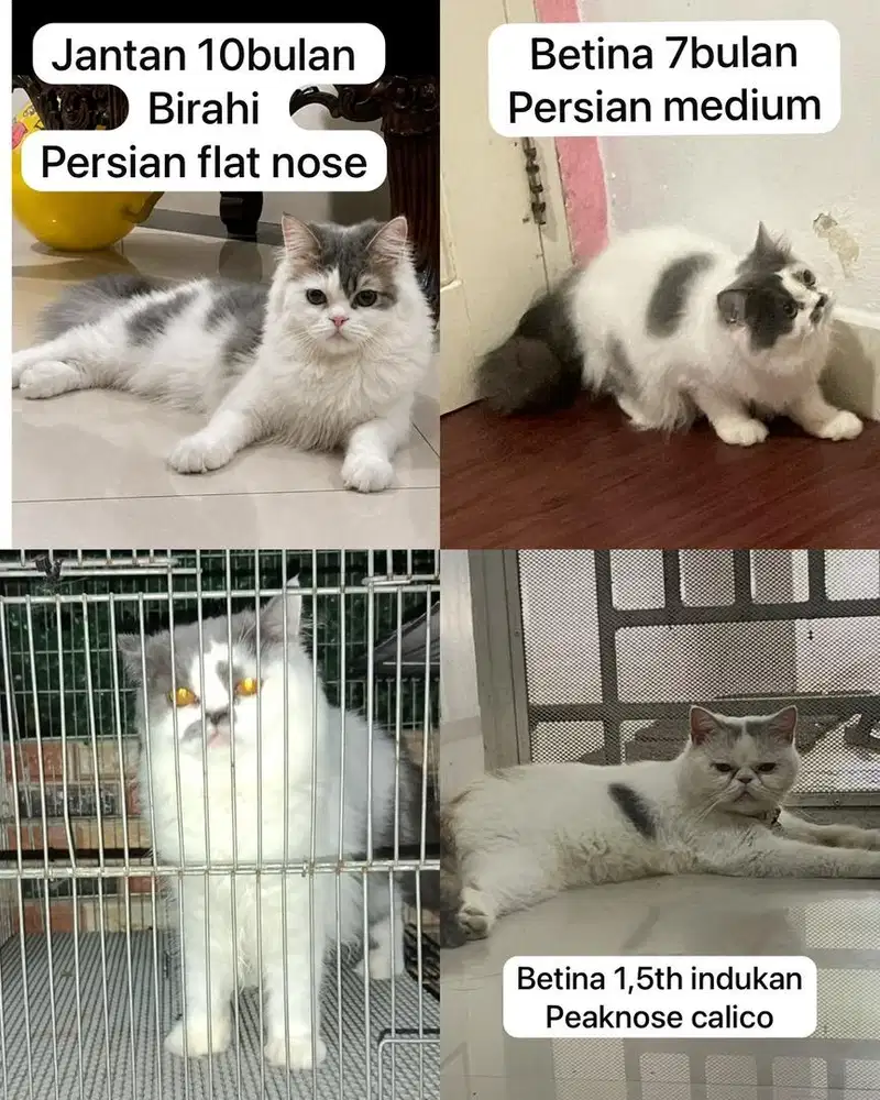 Lepas adopt kucing betina dan jantan peaknose sehat gembul terawat