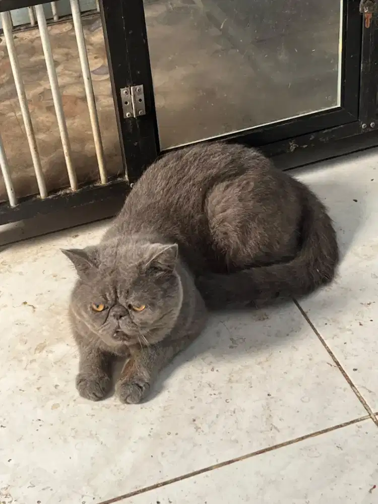 Kucing exotic shorthair jantan blue + betina marble