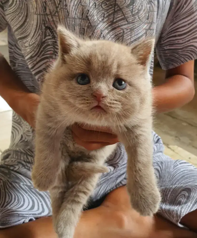KITTEN ANAK KUCING BRITISH SHORTHAIR LILAC BETINA