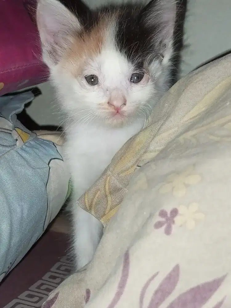 Persia mix 2bln