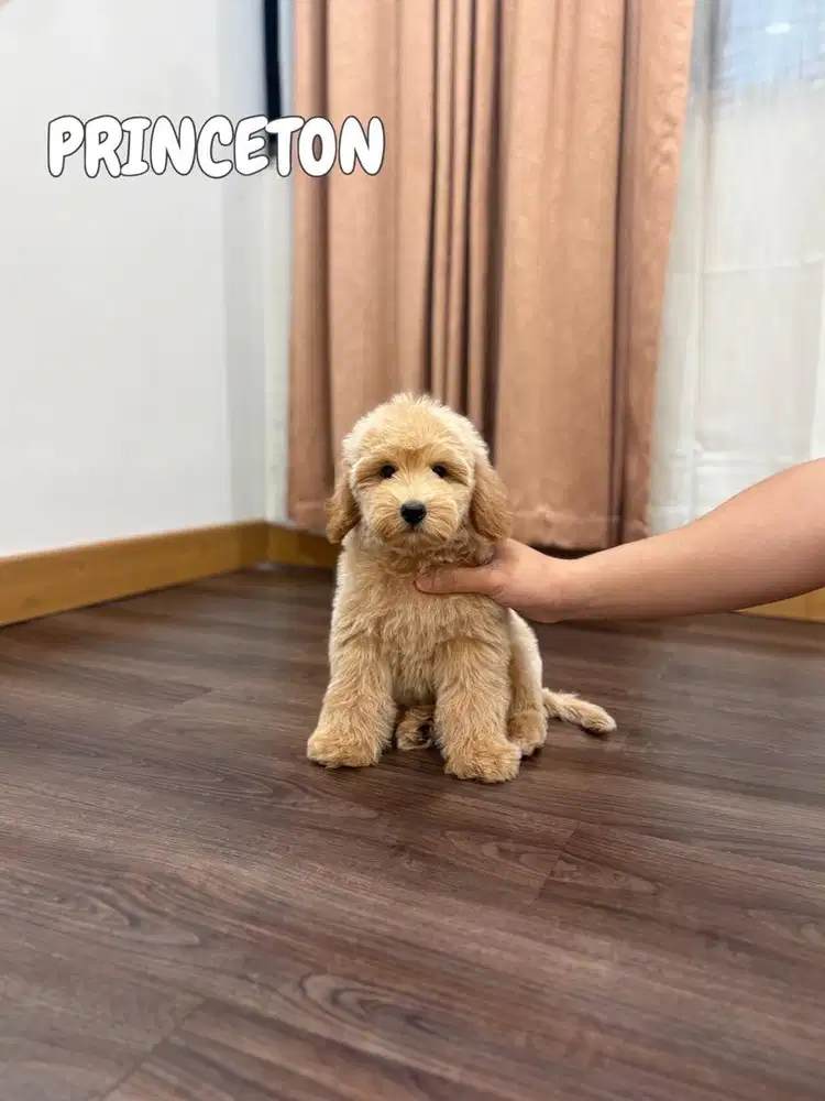 GOLDEN DOODLE , Golden x poodle pudle maltese husky anak anjing