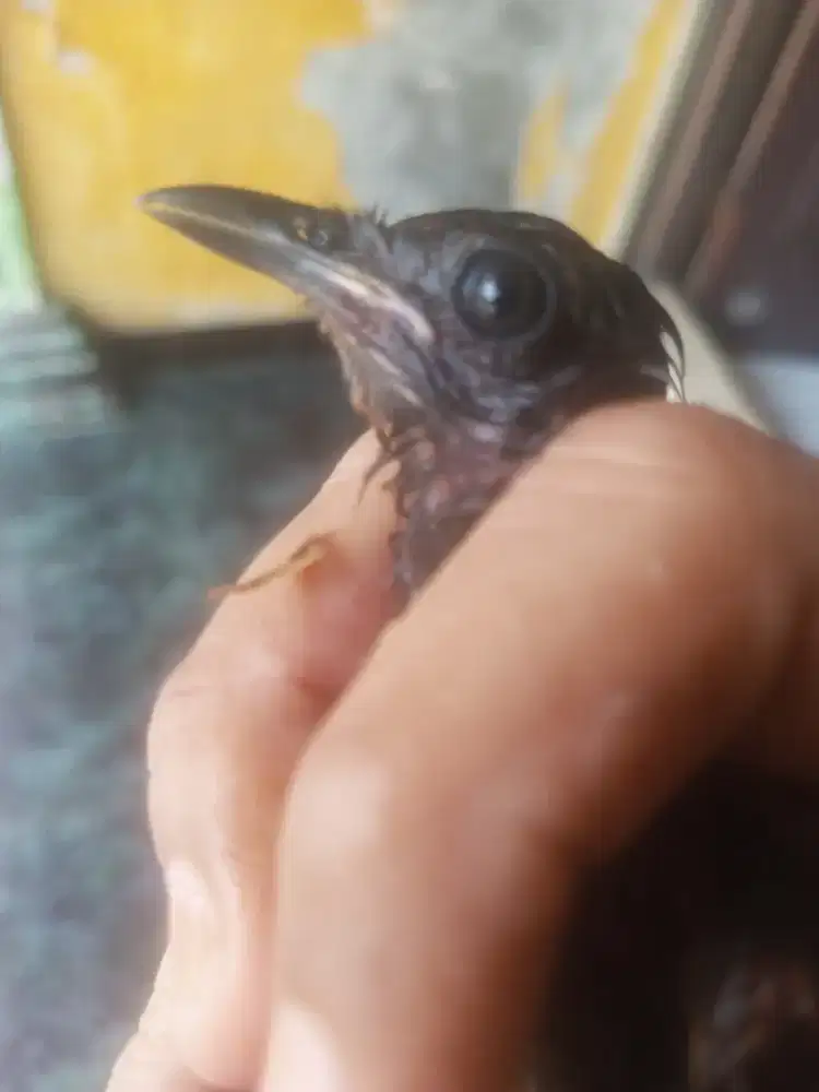 Burung Murai Batu Medan Trotol Fix Jantan
