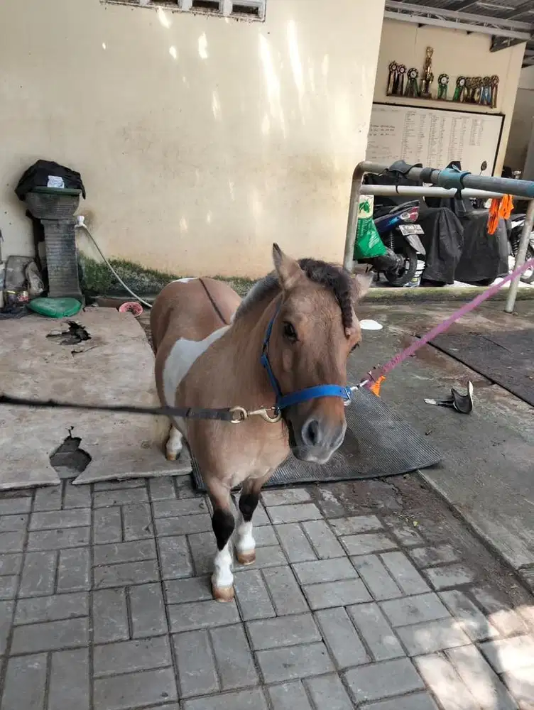 Kuda pony import