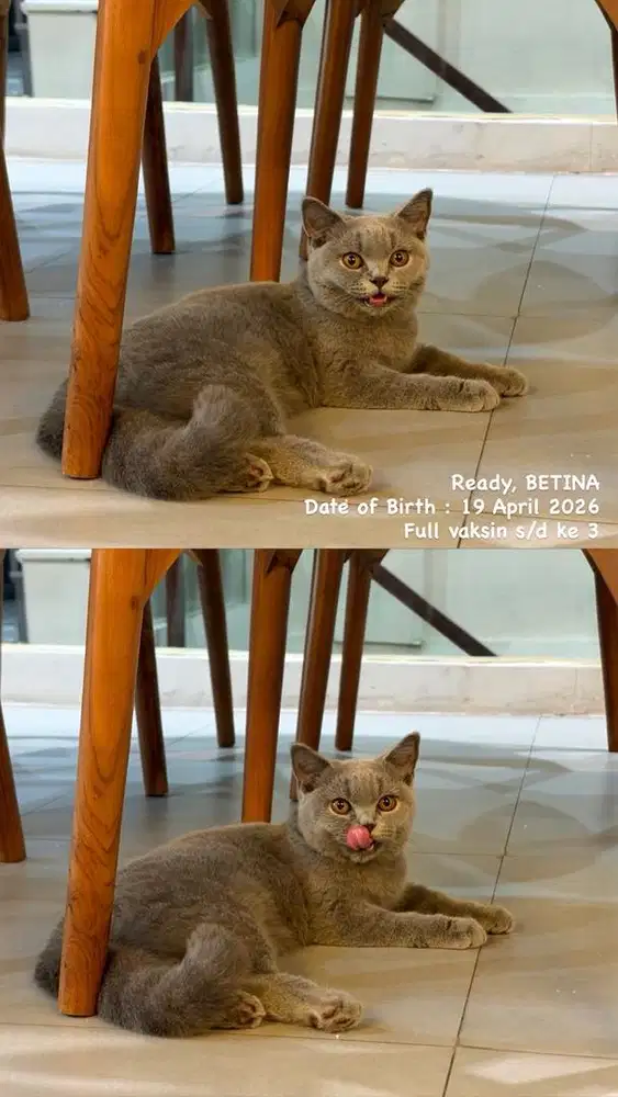 BSH betina Non Ped pure