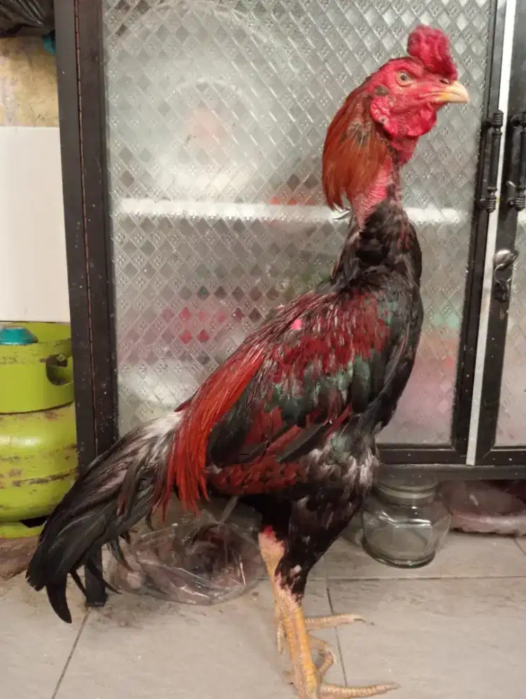 Ayam  Bangkok ukuran 6 full gede