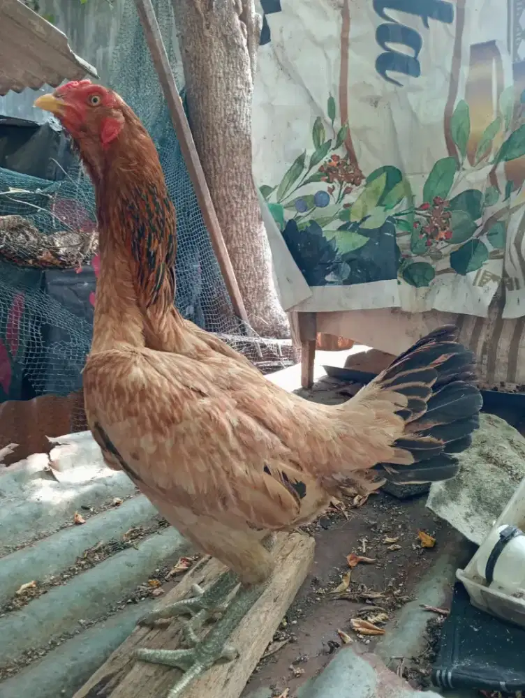Ayam betina BK Mangon brewok pkul keras