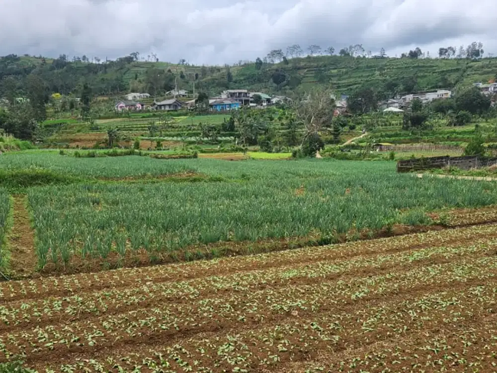 Dijual Tanah daerah  Babakan Cikole, Desa Batu Lawang, Cipanas, Cianjur