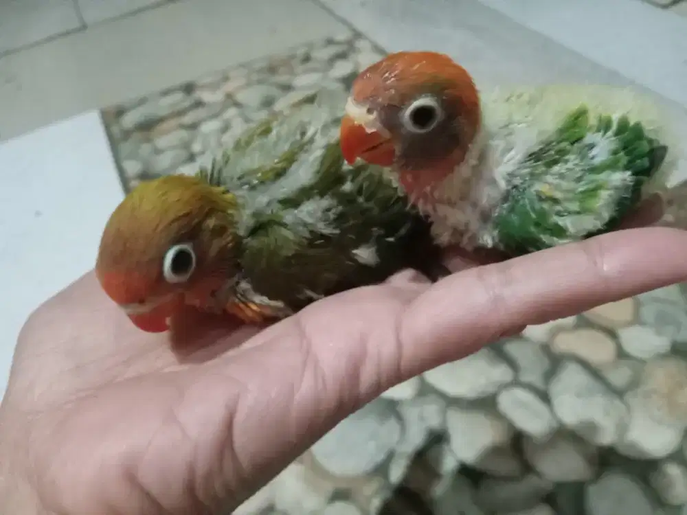 LOVEBIRD LOLOHAN 40 HARI