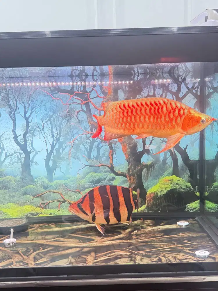 Full set aquarium besar arwana super red dan datz jumbo