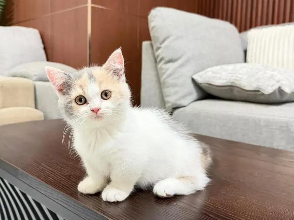 BSH MUNCHKIN BETINA