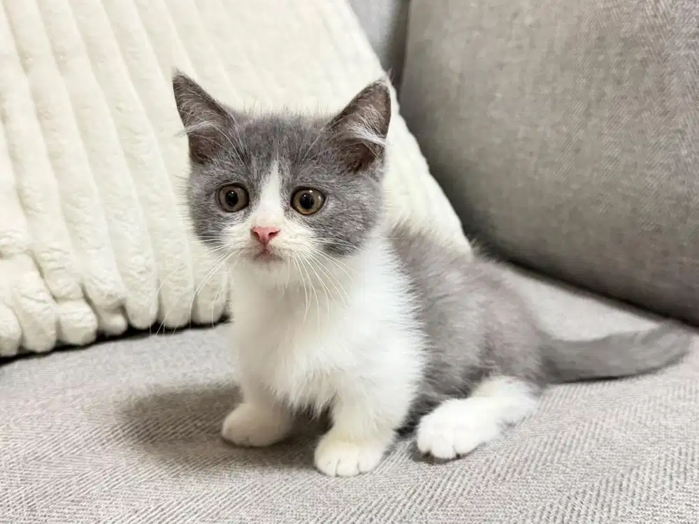 BSH MUNCHKIN JANTAN