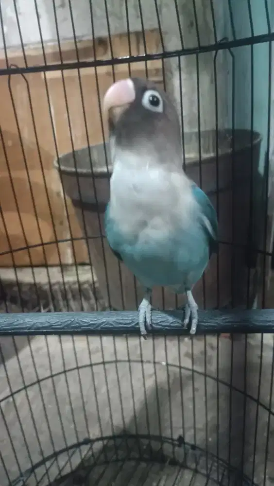 Lovebird paud jantan