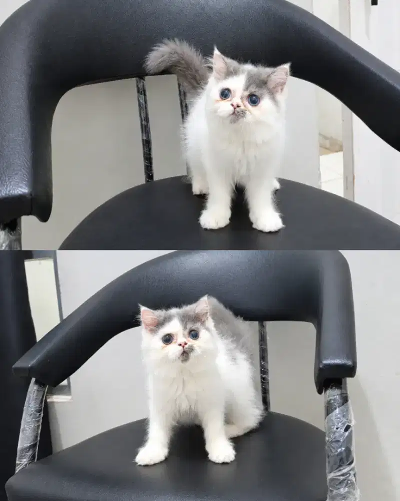 Kitten flatnose blue van