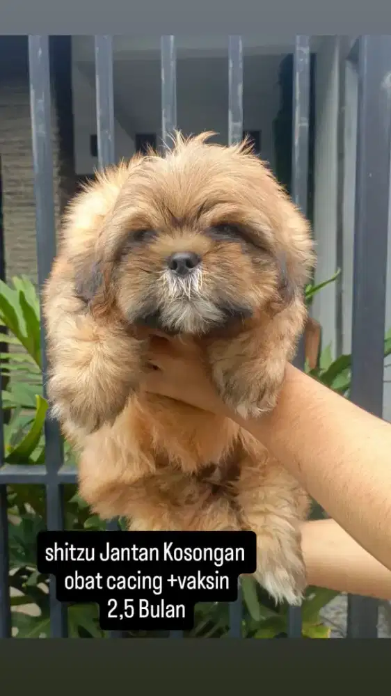 Shitzu Jantan Bandung