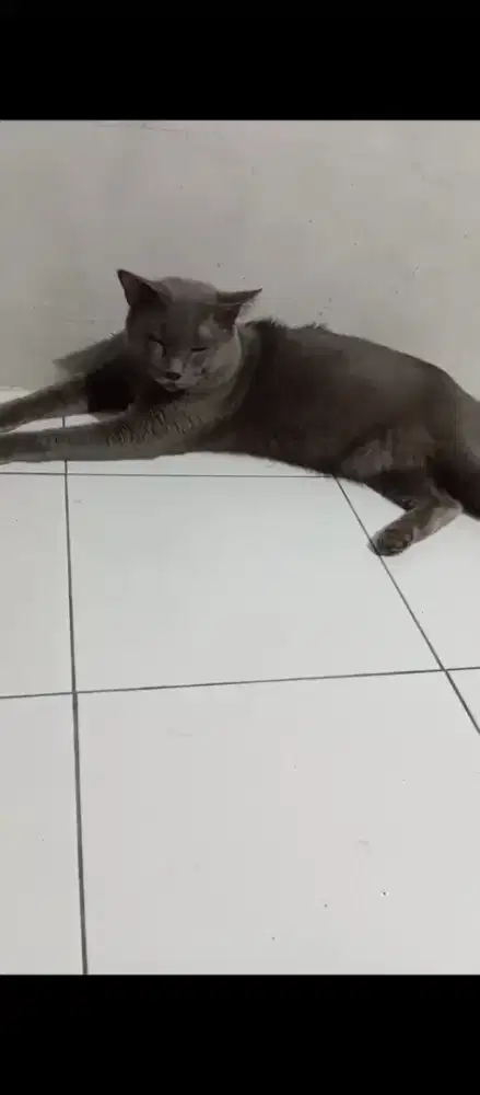 Kucing busok , kucing langka dari madura