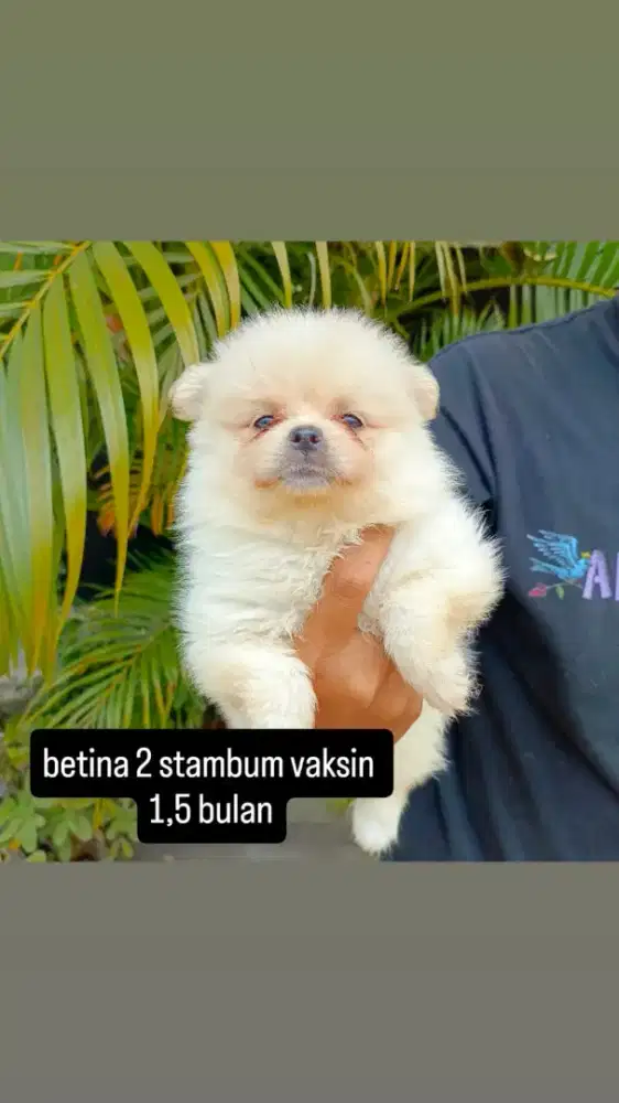 Minipom Bandung