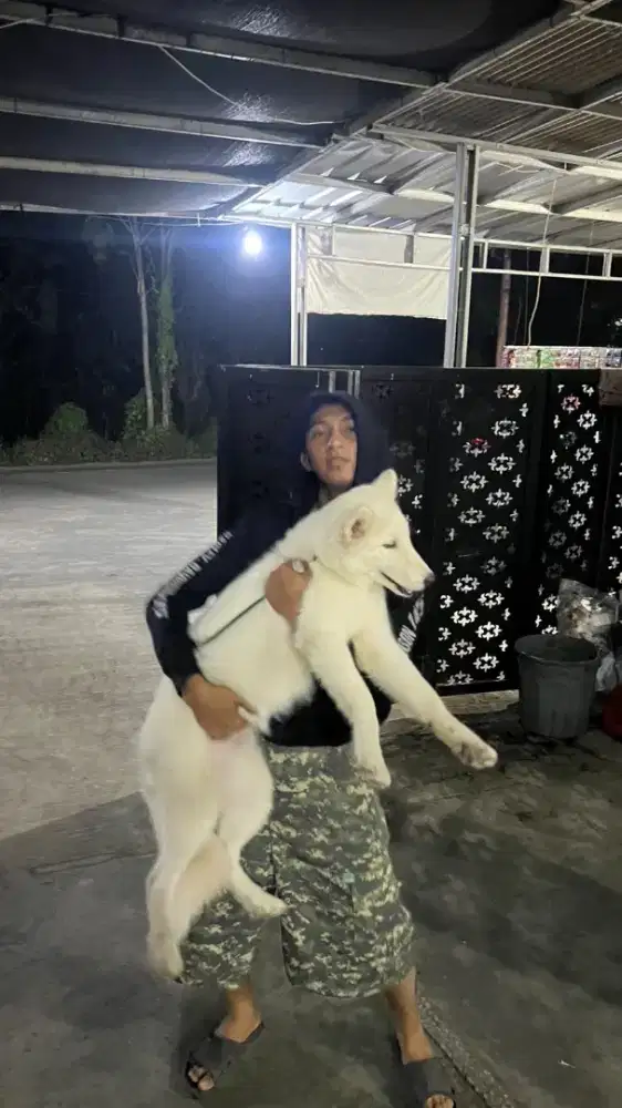 Siberian Husky whaitt